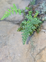 Myriopteris intertexta