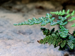 Myriopteris intertexta