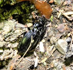 Pterostichus melanarius