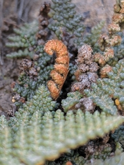 Myriopteris intertexta