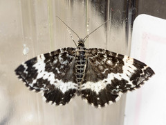 Rheumaptera hastata