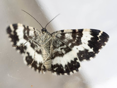 Rheumaptera hastata