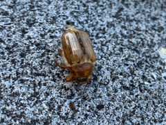 Amphimallon solstitiale