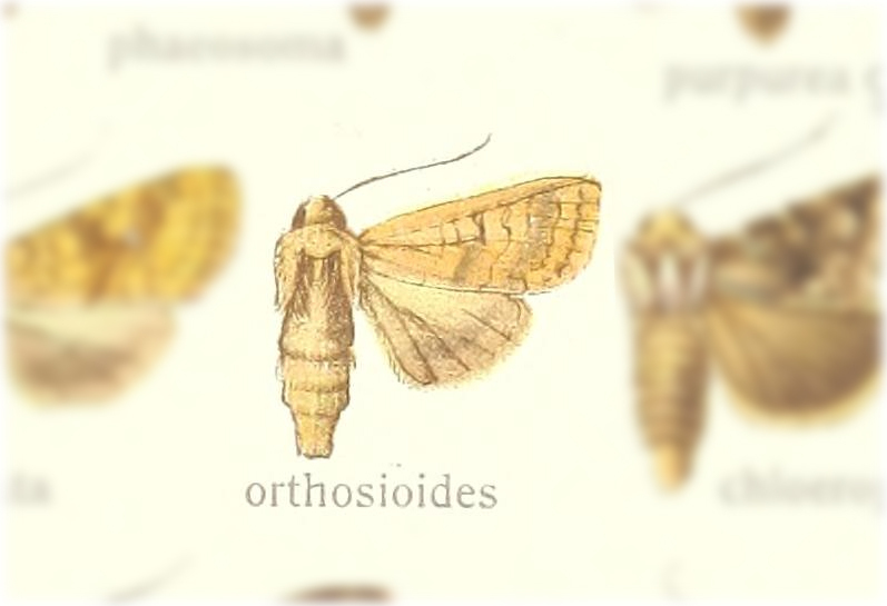 Hyalobole orthosioides