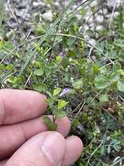 Rhinotropis lindheimeri, photograph Sam Kieschnick, CC BY, iNaturalist via GBIF