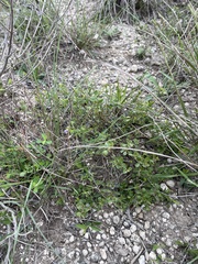 Rhinotropis lindheimeri, photograph Sam Kieschnick, CC BY, iNaturalist via GBIF