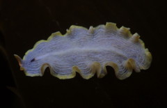 Eurylepta