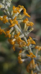Buddleja polystachya