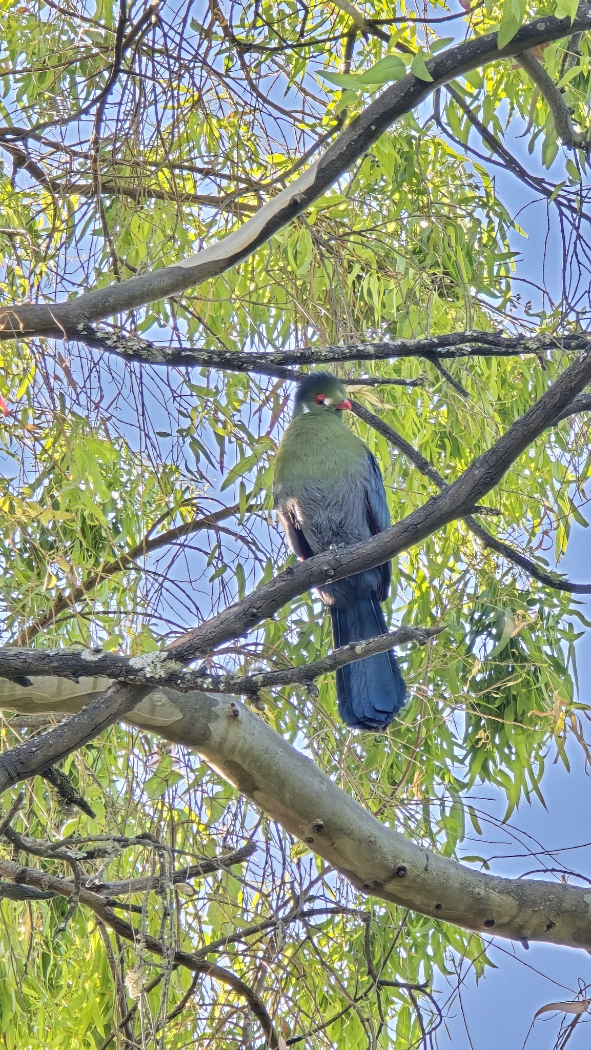 White-cheeked Turaco illustration