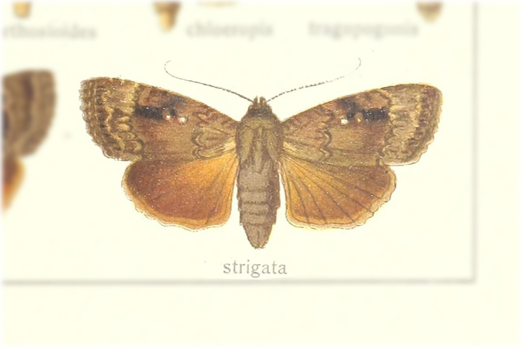Amphipyra strigata