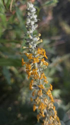Buddleja polystachya, photograph 2