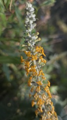 Buddleja polystachya, photograph (c) Petra Holland, some rights reserved (CC BY)