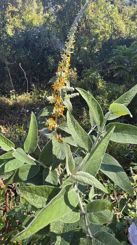 Buddleja polystachya, photograph 3