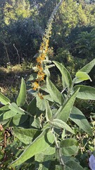 Buddleja polystachya, photograph (c) Petra Holland, some rights reserved (CC BY)