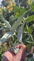 Buddleja polystachya, photograph (c) Petra Holland, some rights reserved (CC BY)