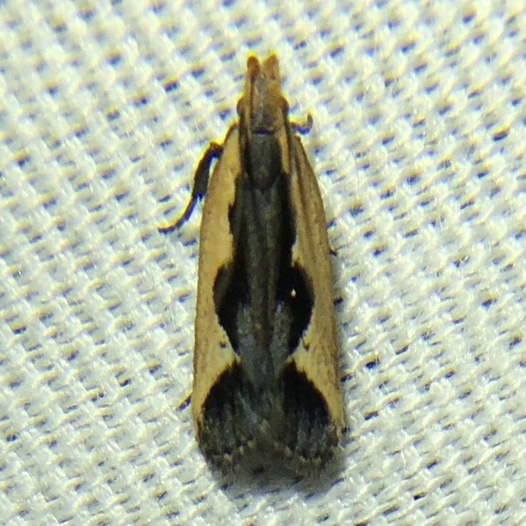 Dichomeris fistuca