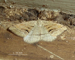 Chiasmia furcata
