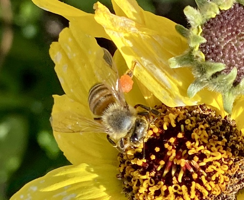 iNaturalist observation photo of Western Honey Bee