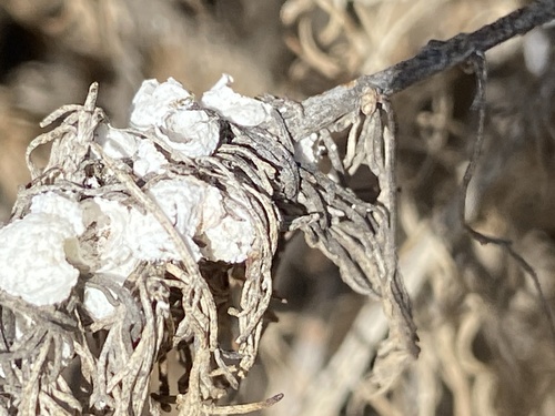 iNaturalist observation photo of Fungi Including Lichens