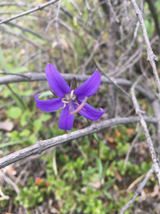 Campanula aurita