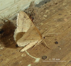 Chiasmia inconspicua