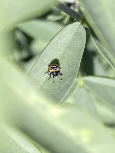 iNaturalist observation photo of Harlequin Bug