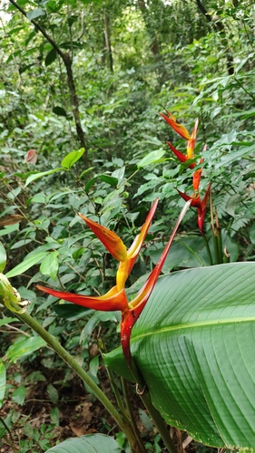 Foto de Bananeira-de-jardim