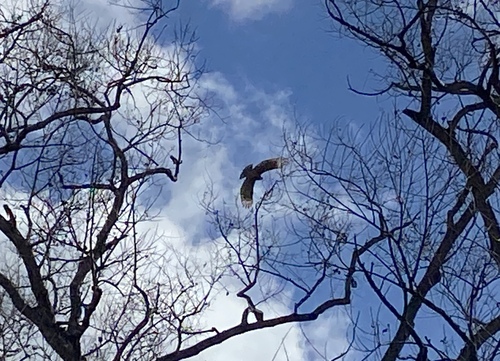 iNaturalist observation photo of Red-shouldered Hawk