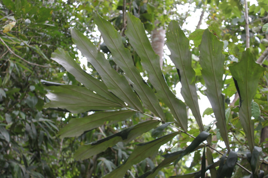 Arenga undulatifolia (Arenga undulatifolia)