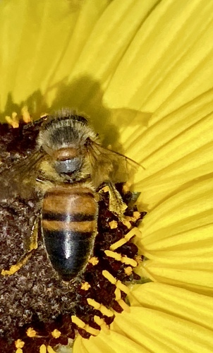 iNaturalist observation photo of Western Honey Bee