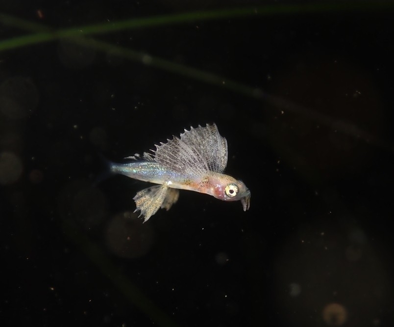 Blotchwing Flyingfish photo 5