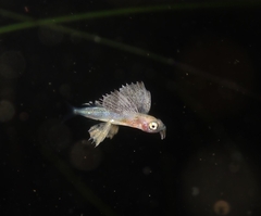 Blotchwing Flyingfish photo 2
