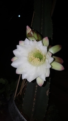 Cereus jamacaru