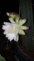 Cereus jamacaru