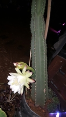 Cereus jamacaru