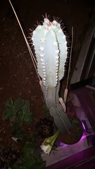 Cereus jamacaru