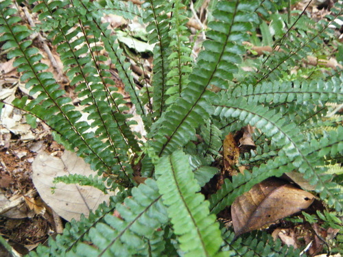 Lindsaea lucida