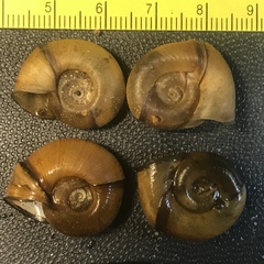 Planorbella oregonensis