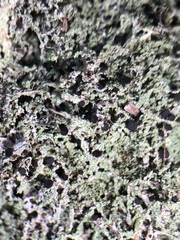 Bilimbia sabuletorum