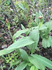 Cypripedium parviflorum