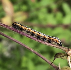 Pyrrhia exprimens