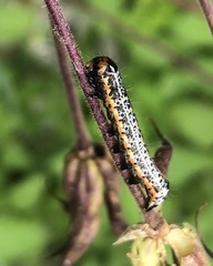 Pyrrhia exprimens