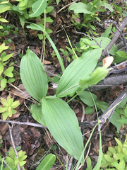 Cypripedium parviflorum