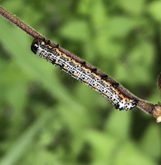 Pyrrhia exprimens