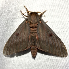 Citheronia sepulcralis