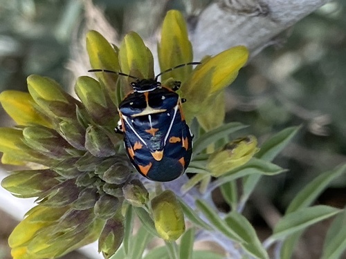 iNaturalist observation photo of Harlequin Bug