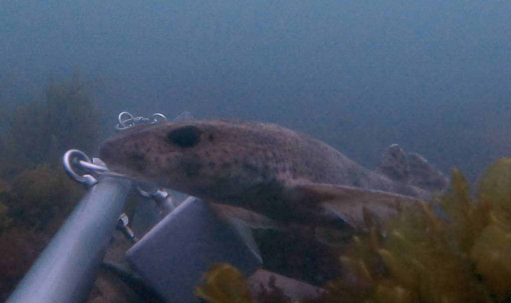 Small-spotted catshark lying on the seabed near a metal bracket in murky water