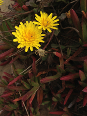 Agoseris apargioides