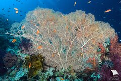 Giant Sea Fan