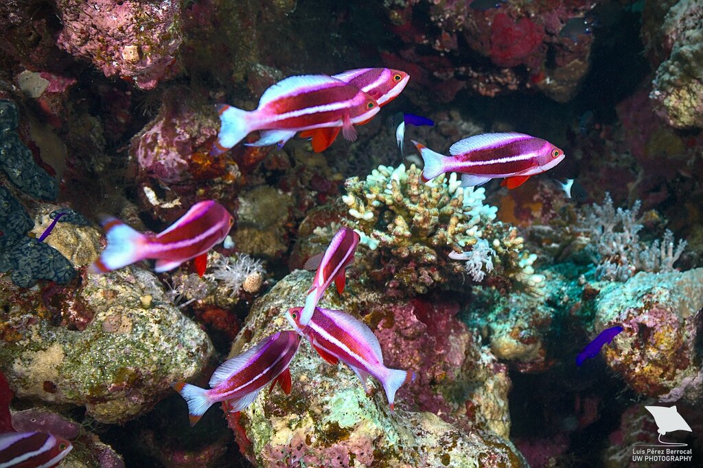 Red Sea Anthias